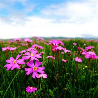 米乐app下载并安装